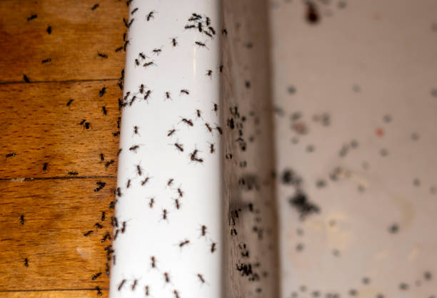 Best Emergency Pest Control  in Shandon, CA